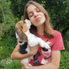 Photo №1. beagle - for sale in the city of Heidelberg | 380$ | Announcement № 119285