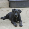 Additional photos: Cane corso puppies