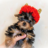 Photo №1. yorkshire terrier - for sale in the city of Ljubljana | 169$ | Announcement № 98529