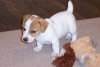 Photo №1. jack russell terrier - for sale in the city of Oulainen | negotiated | Announcement № 55313