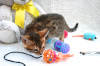 Photo №3. Bengal Cats for adoption now. Germany