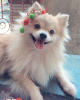 Photo №2 to announcement № 11006 for the sale of pomeranian - buy in Swaziland breeder