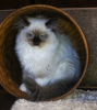 Photo №3. Club kitten of a rare Ragdoll breed.. Russian Federation