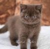 Photo №3. british shothair kitten. Germany