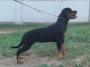 Photo №1. rottweiler - for sale in the city of Belgrade | negotiated | Announcement № 111693