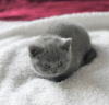 Photo №1. british shorthair - for sale in the city of Калифорния | 350$ | Announcement № 89645