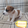 Photo №3. Jack Russell Terrier puppies. Russian Federation