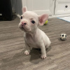 Additional photos: french bulldog