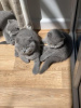 Photo №2 to announcement № 119434 for the sale of british shorthair - buy in Germany from nursery, from the shelter, breeder