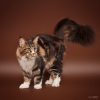 Photo №4. I will sell maine coon in the city of Novosibirsk. from nursery - price - 651$