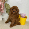 Photo №4. I will sell pomeranian in the city of Hasliberg. private announcement - price - 364$