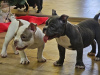 Photo №2 to announcement № 85495 for the sale of american bully - buy in Serbia 