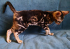 Additional photos: Bengal kittens as pets