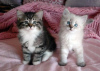 Photo №1. siberian cat - for sale in the city of Reykjavík | 300$ | Announcement № 57204