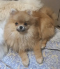 Photo №1. pomeranian - for sale in the city of St. Petersburg | 2500$ | Announcement № 35652