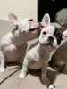 Photo №3. adorable french bulldog puppies for sale. Germany