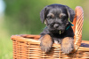 Additional photos: border terrier puppies