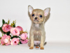 Photo №2 to announcement № 32610 for the sale of chihuahua - buy in Russian Federation from nursery, breeder