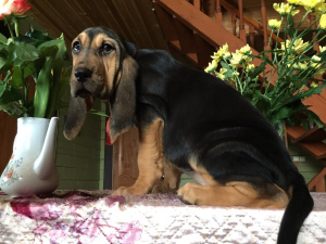 Additional photos: Two beautiful bloodhound girls for sale
