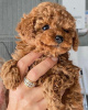 Photo №1. poodle (dwarf) - for sale in the city of Bollnäs | negotiated | Announcement № 19547
