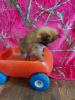 Photo №1. pomeranian - for sale in the city of Штутгарт | negotiated | Announcement № 44780