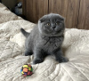 Photo №1. british shorthair - for sale in the city of Berlin | negotiated | Announcement № 93596