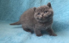 Photo №1. british shorthair - for sale in the city of Берлингероде | Is free | Announcement № 97968