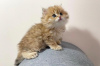 Photo №1. persian cat - for sale in the city of New York | 300$ | Announcement № 87573