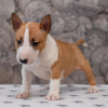 Photo №2 to announcement № 83108 for the sale of bull terrier - buy in Germany breeder