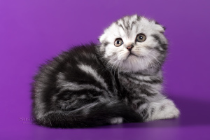 Photo №2 to announcement № 5073 for the sale of scottish fold - buy in Belarus from nursery