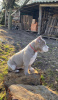 Photo №2 to announcement № 94260 for the sale of american bully - buy in Czech Republic from nursery