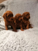 Photo №1. poodle (royal), poodle (toy) - for sale in the city of Basel | 473$ | Announcement № 13360