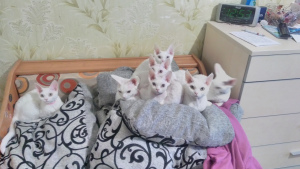 Photo №1. devon rex - for sale in the city of Minsk | Negotiated | Announcement № 4754