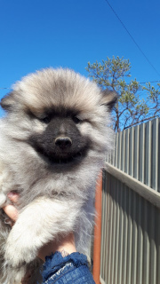 Photo №4. I will sell german spitz in the city of Ulan-Ude. from nursery - price - 547$