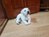 Additional photos: Labrador puppies