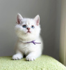 Photo №1. british shorthair - for sale in the city of Berlin | 400$ | Announcement № 89813