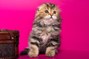 Additional photos: Scottish fold kittens - marble girl