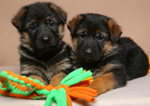 Photo №2 to announcement № 2002 for the sale of german shepherd - buy in Russian Federation from nursery, breeder
