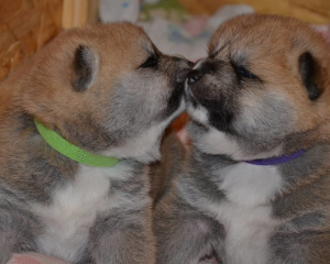Photo №2 to announcement № 5149 for the sale of akita - buy in Russian Federation from nursery