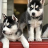 Photo №1. siberian husky - for sale in the city of Montreal | negotiated | Announcement № 42607