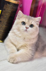 Photo №1. british shorthair - for sale in the city of Dnipro | 1000$ | Announcement № 36926