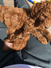 Photo №3. Cute Toy poodle puppies available for free adoption. Germany