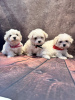 Photo №1. maltese dog - for sale in the city of Гамбург | 264$ | Announcement № 123445