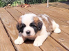 Photo №2 to announcement № 109166 for the sale of st. bernard - buy in Germany private announcement