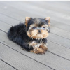 Photo №2 to announcement № 111768 for the sale of yorkshire terrier - buy in Czech Republic private announcement