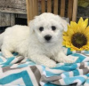 Photo №1. bichon frise - for sale in the city of Helsinki | negotiated | Announcement № 108678