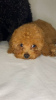 Photo №4. I will sell poodle (toy) in the city of Zaporizhia. from nursery - price - 600$