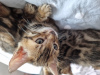 Additional photos: bengal kittens