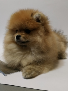 Photo №2 to announcement № 5698 for the sale of pomeranian - buy in Ukraine from nursery