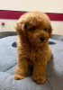 Photo №1. poodle (toy) - for sale in the city of Zrenjanin | negotiated | Announcement № 120646